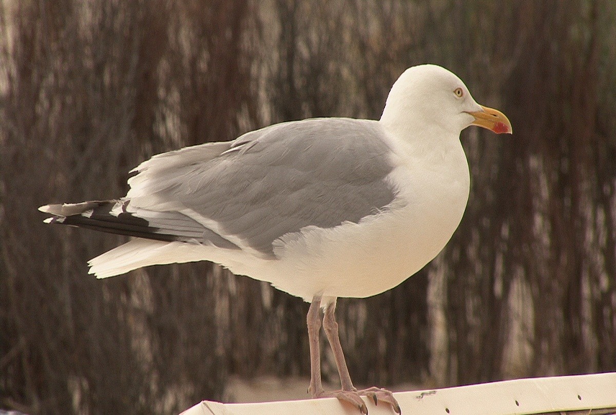 Herring Gull (European) - Christian Wiesmann