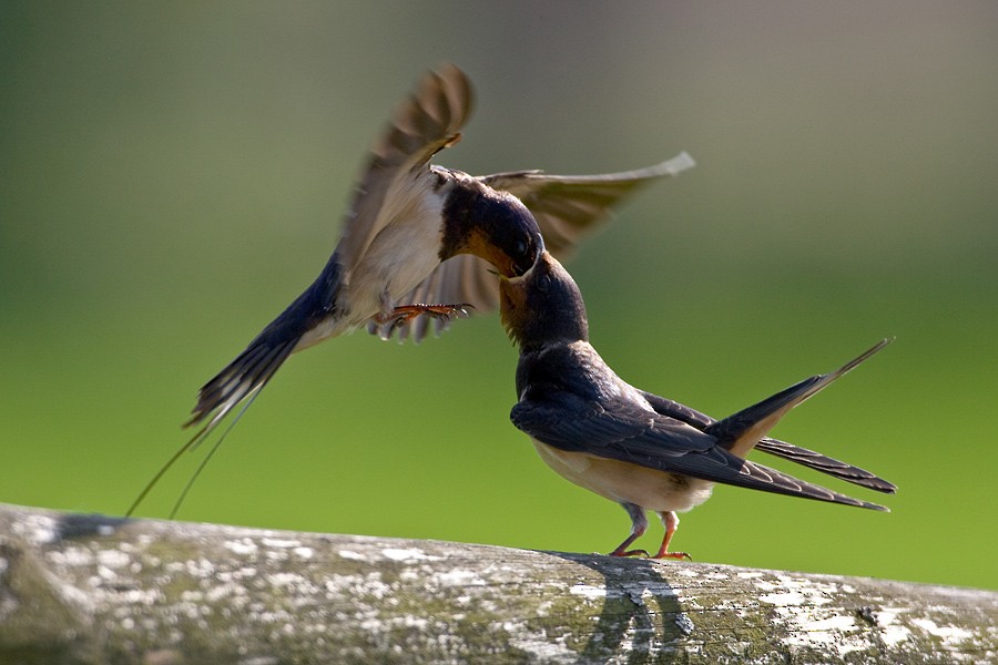 Barn Swallow (White-bellied) - ML204219511