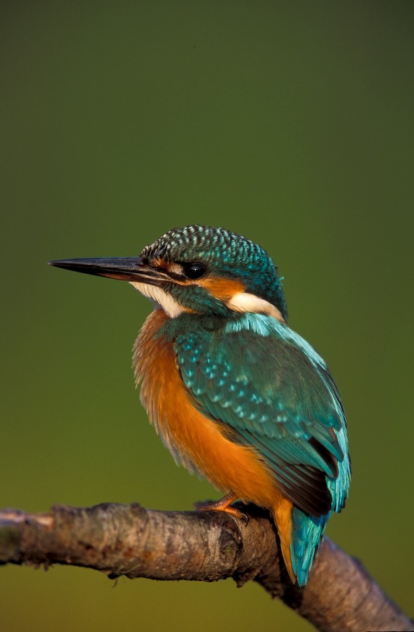 Common Kingfisher - Paweł Wacławik