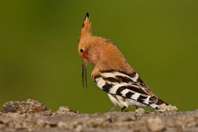 Adult Male&nbsp;Singing. - Eurasian Hoopoe (Eurasian) - 