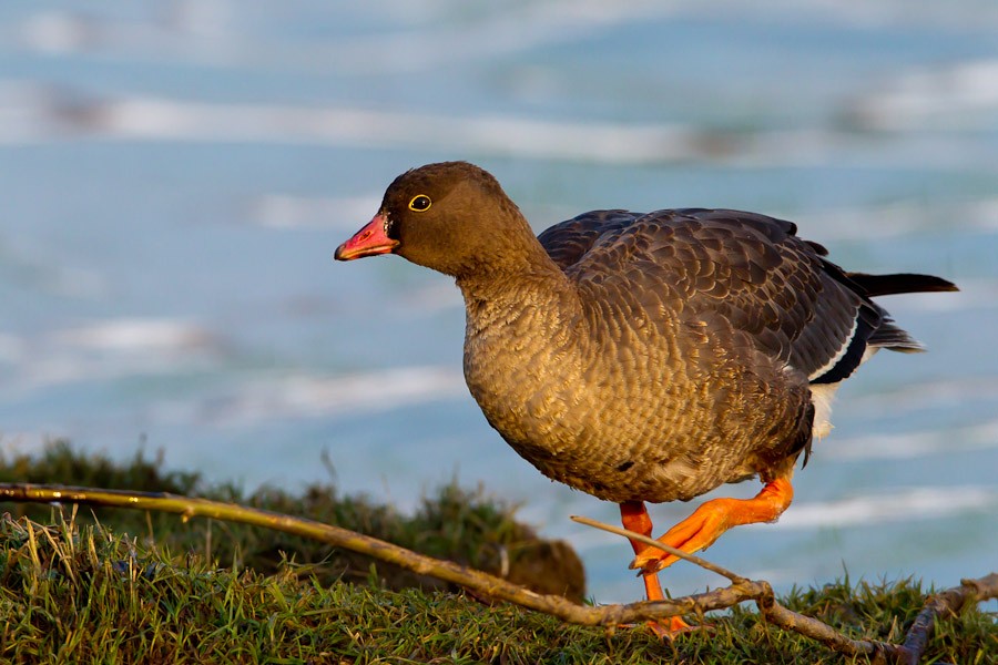 Lesser White-fronted Goose - ML204219621
