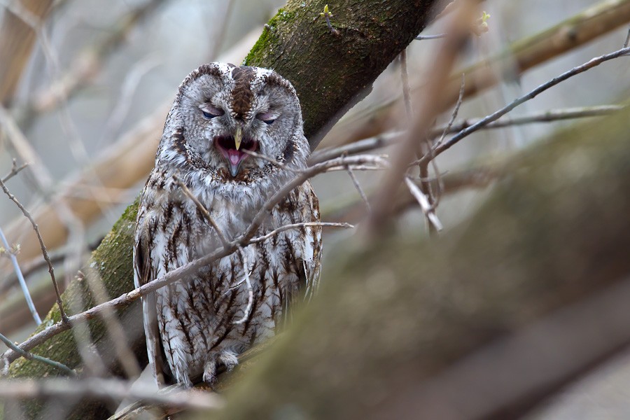 Tawny Owl - Paweł Wacławik