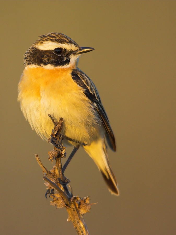 Whinchat - ML204219701