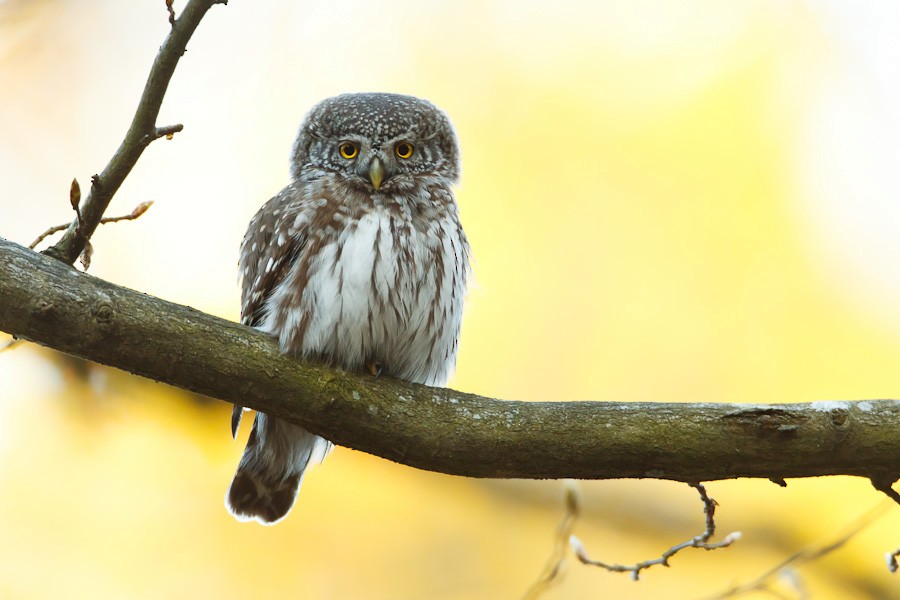 Eurasian Pygmy-Owl - ML204219711