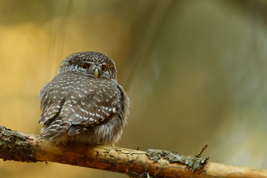 Eurasian Pygmy-Owl - Paweł Wacławik