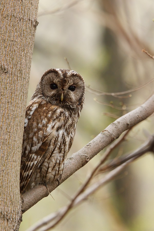 Tawny Owl - Paweł Wacławik