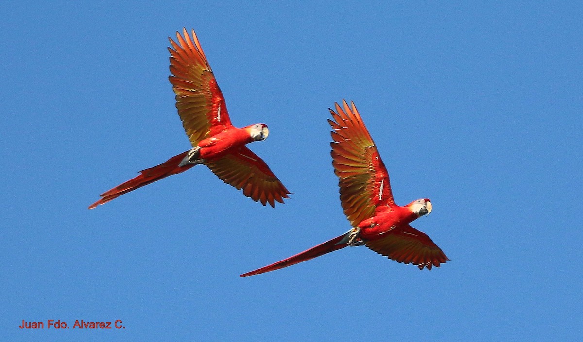 Scarlet Macaw - JUAN FERNANDO ALVAREZ CASTRO