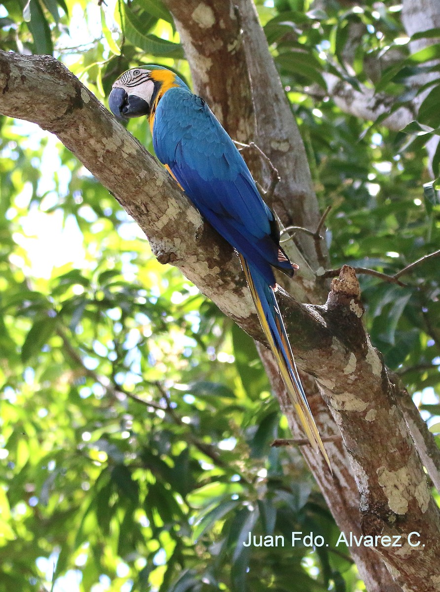 Blue-and-yellow Macaw - JUAN FERNANDO ALVAREZ CASTRO
