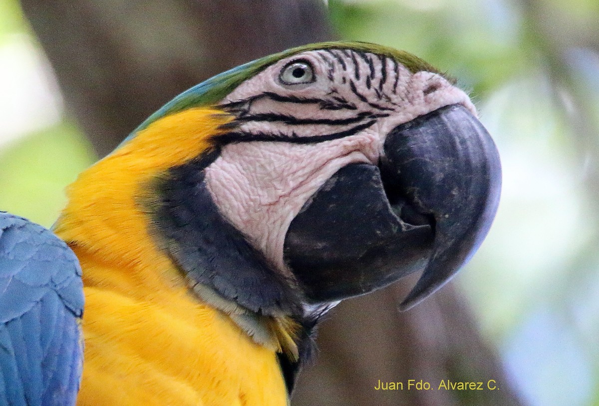 Blue-and-yellow Macaw - JUAN FERNANDO ALVAREZ CASTRO