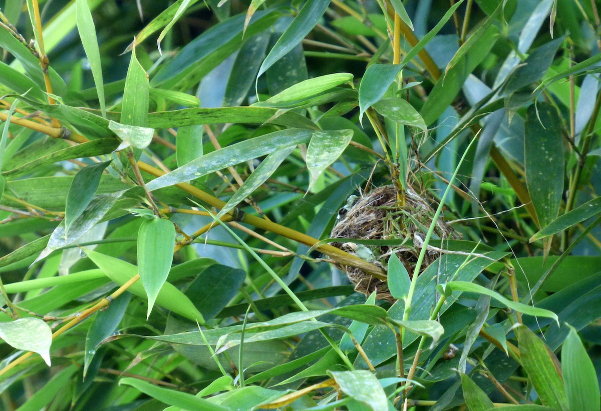 Rufous-tailed Hummingbird - ML20422051
