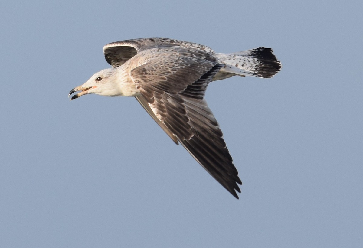 Common Gull (European) - Lorenzo Vinciguerra