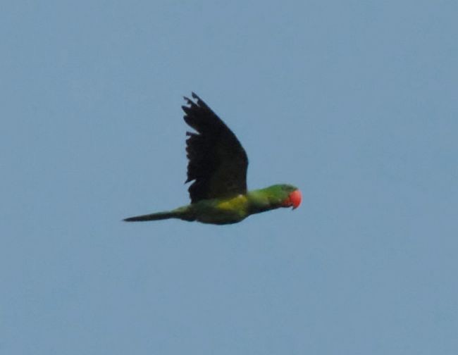 Great-billed Parrot - ML204220651