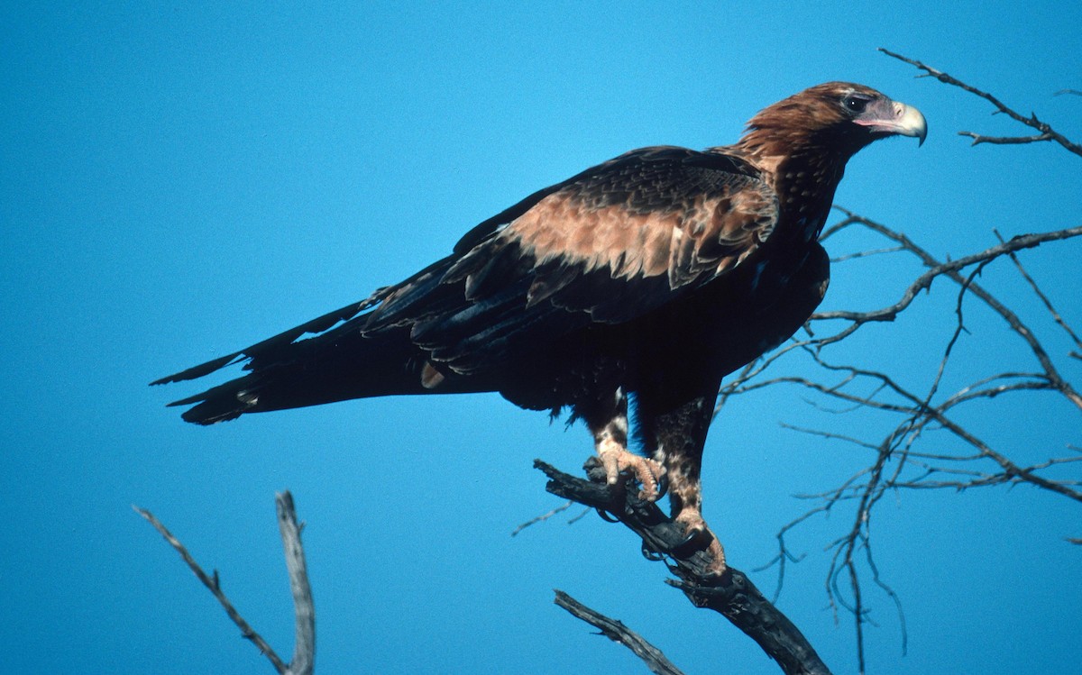 Wedge-tailed Eagle - Lorenzo Vinciguerra