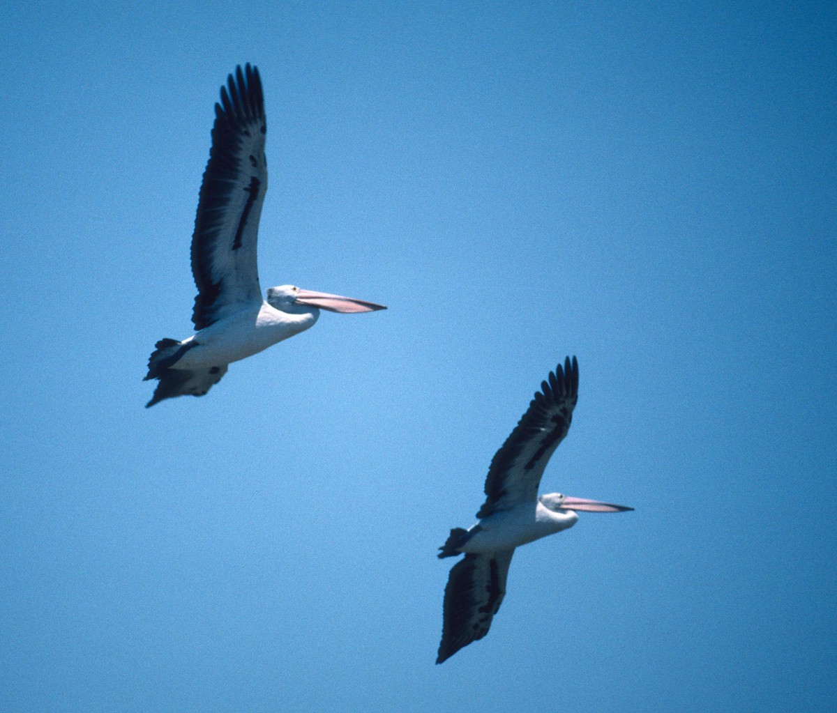 Australian Pelican - Lorenzo Vinciguerra