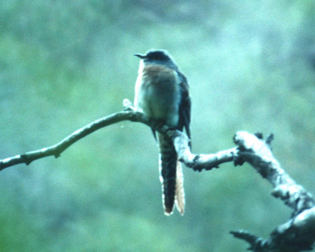Fan-tailed Cuckoo - Lorenzo Vinciguerra