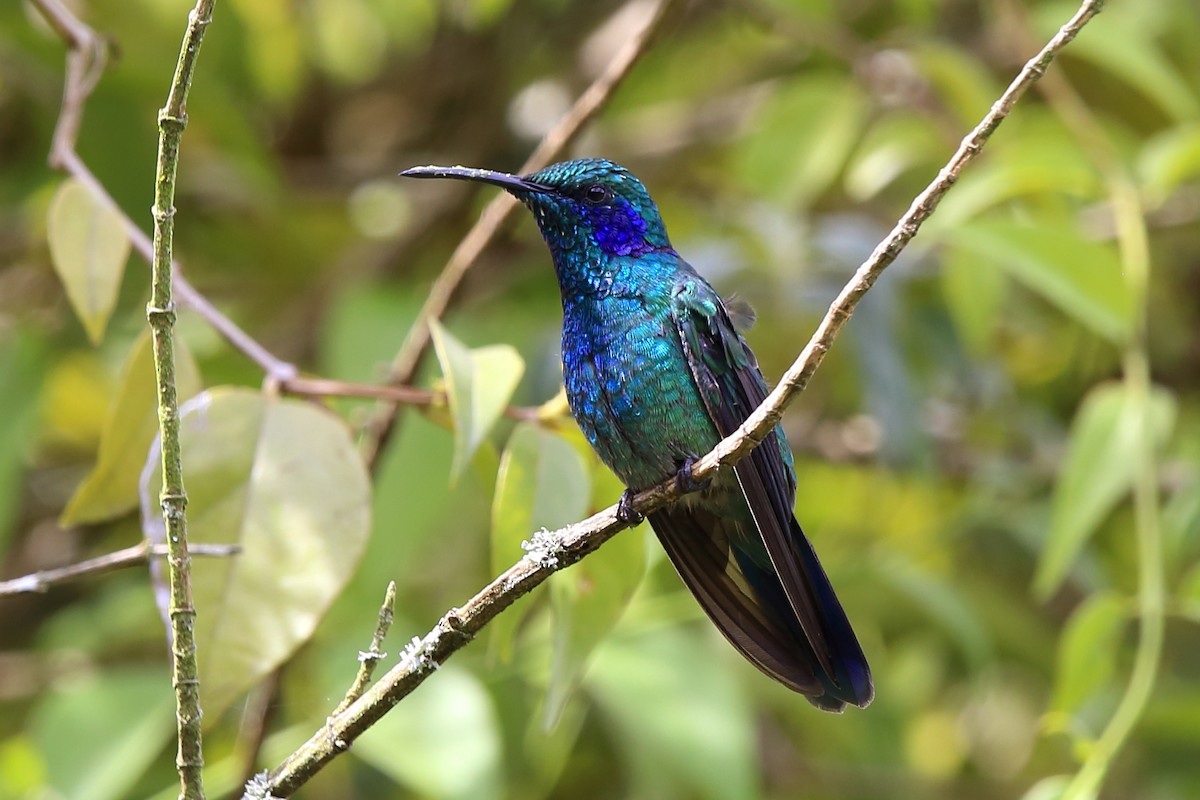 Lesser Violetear (Costa Rican) - Josef Widmer