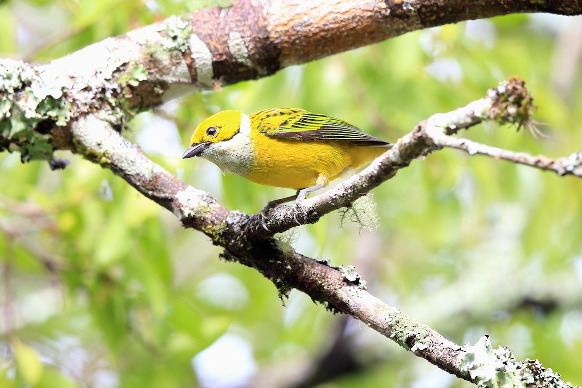 Silver-throated Tanager - Josef Widmer