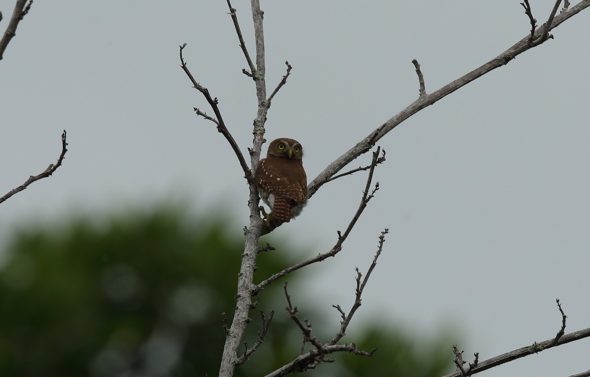 Costa Rican Pygmy-Owl - Josef Widmer