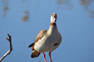 Egyptian Goose, ML204222521
