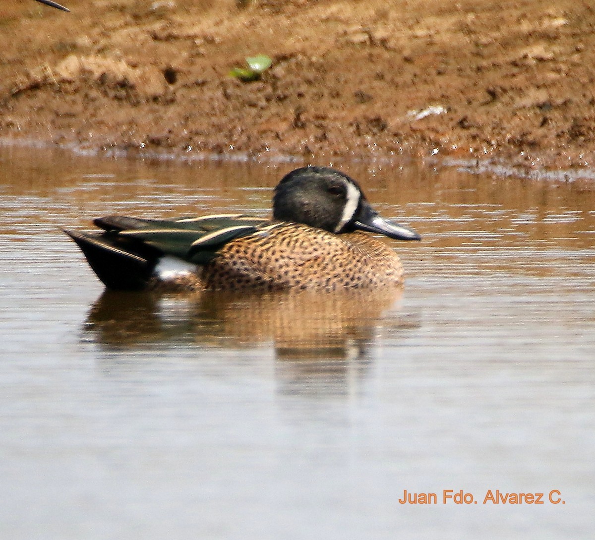 Blue-winged Teal - ML204222981
