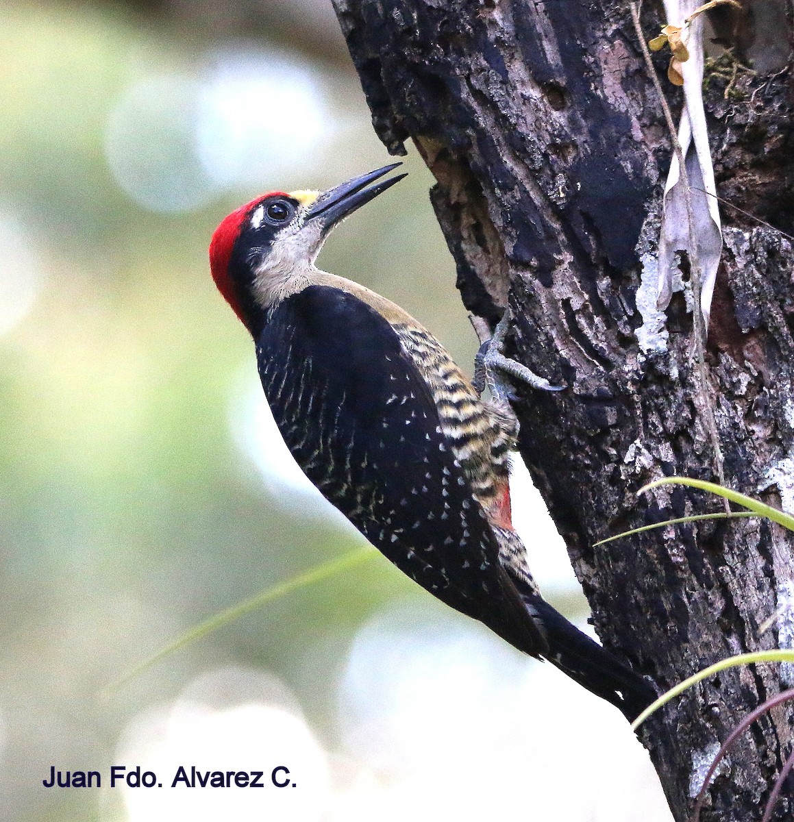 Black-cheeked Woodpecker - JUAN FERNANDO ALVAREZ CASTRO