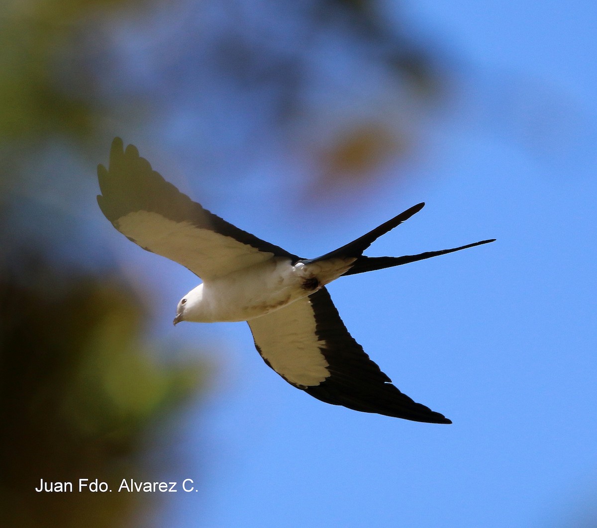 Swallow-tailed Kite - JUAN FERNANDO ALVAREZ CASTRO