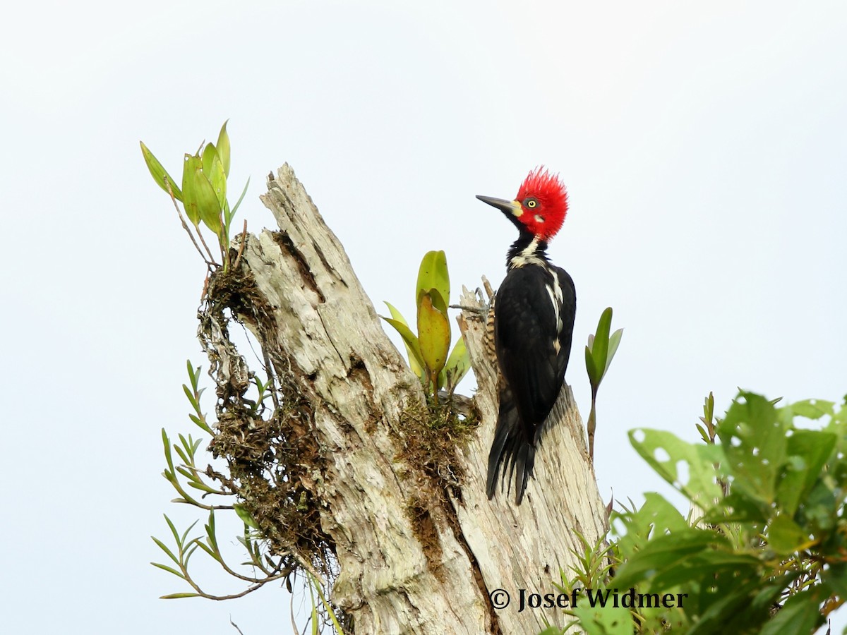 Crimson-crested Woodpecker - Josef Widmer