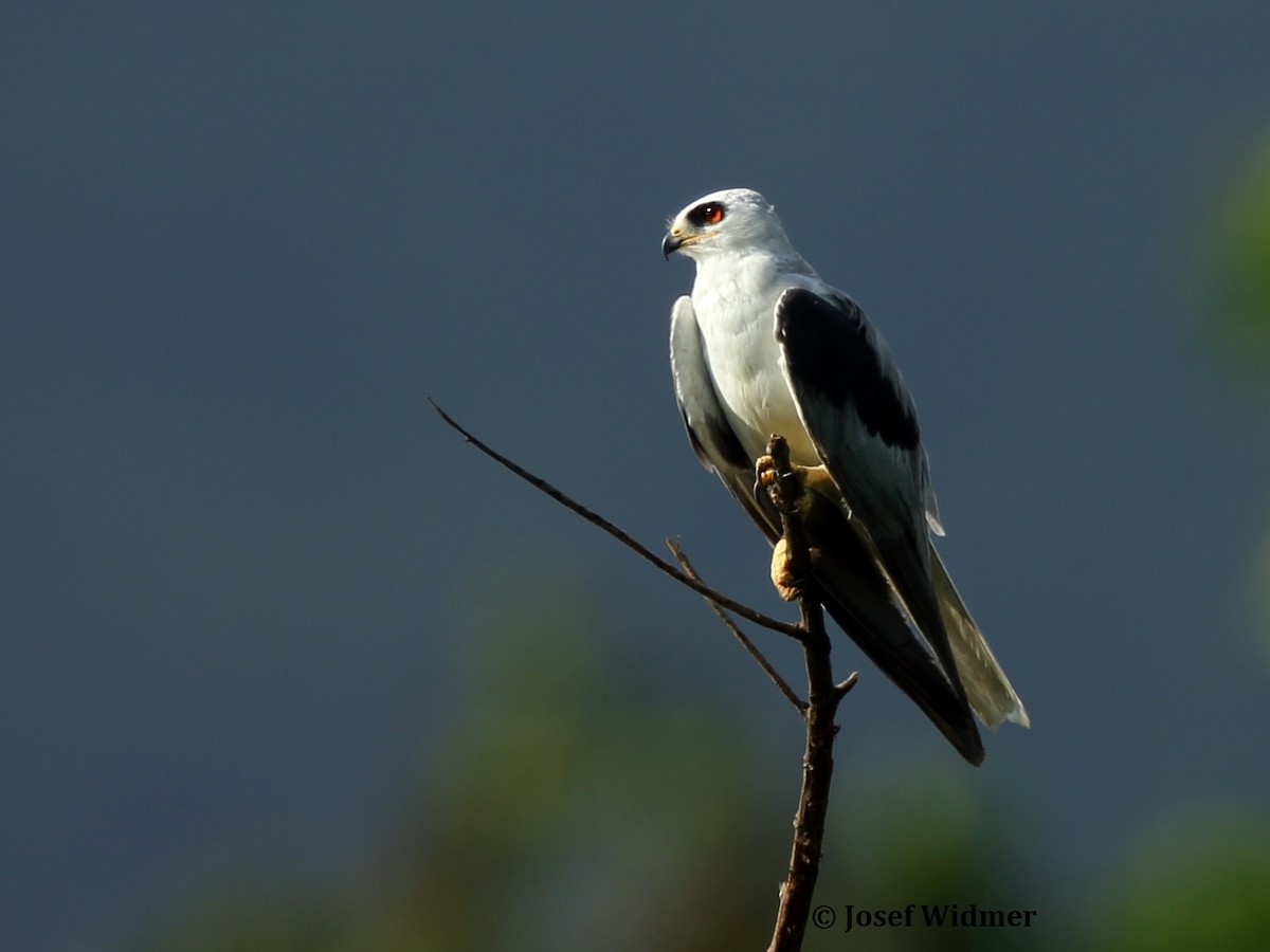 White-tailed Kite - Josef Widmer