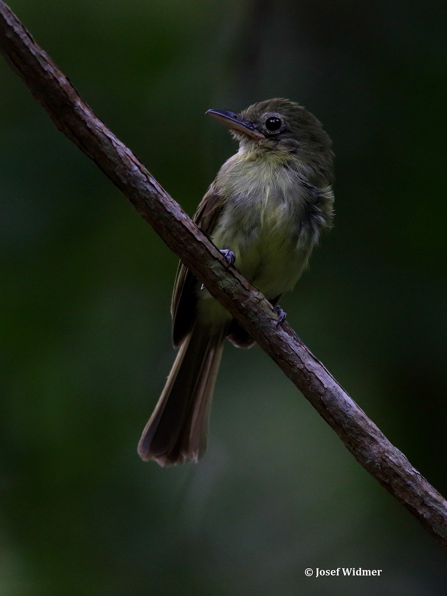 Western Olivaceous Flatbill - ML204224571