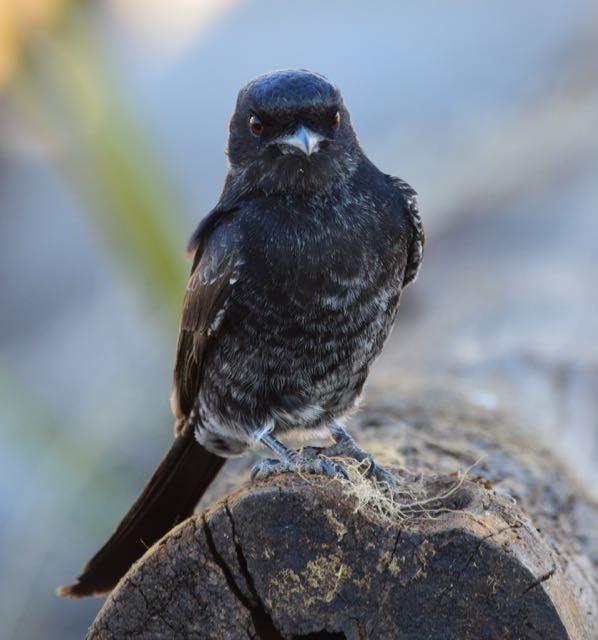 Fork-tailed Drongo (Clancey's) - ML204224861