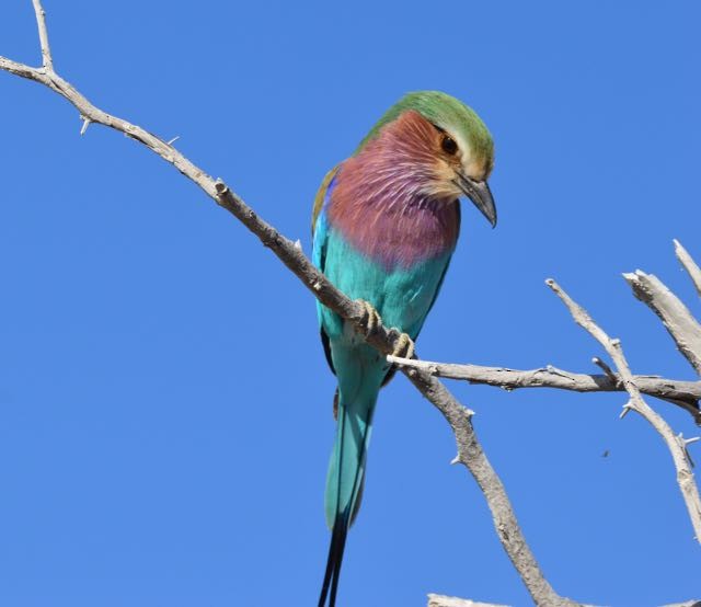Lilac-breasted Roller (Lilac-breasted) - Joachim Trumpelmann