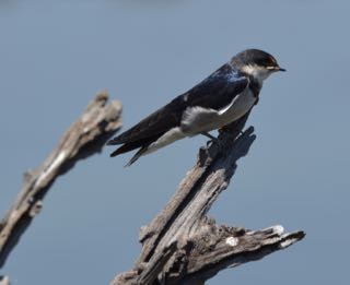 Pearl-breasted Swallow - Joachim Trumpelmann