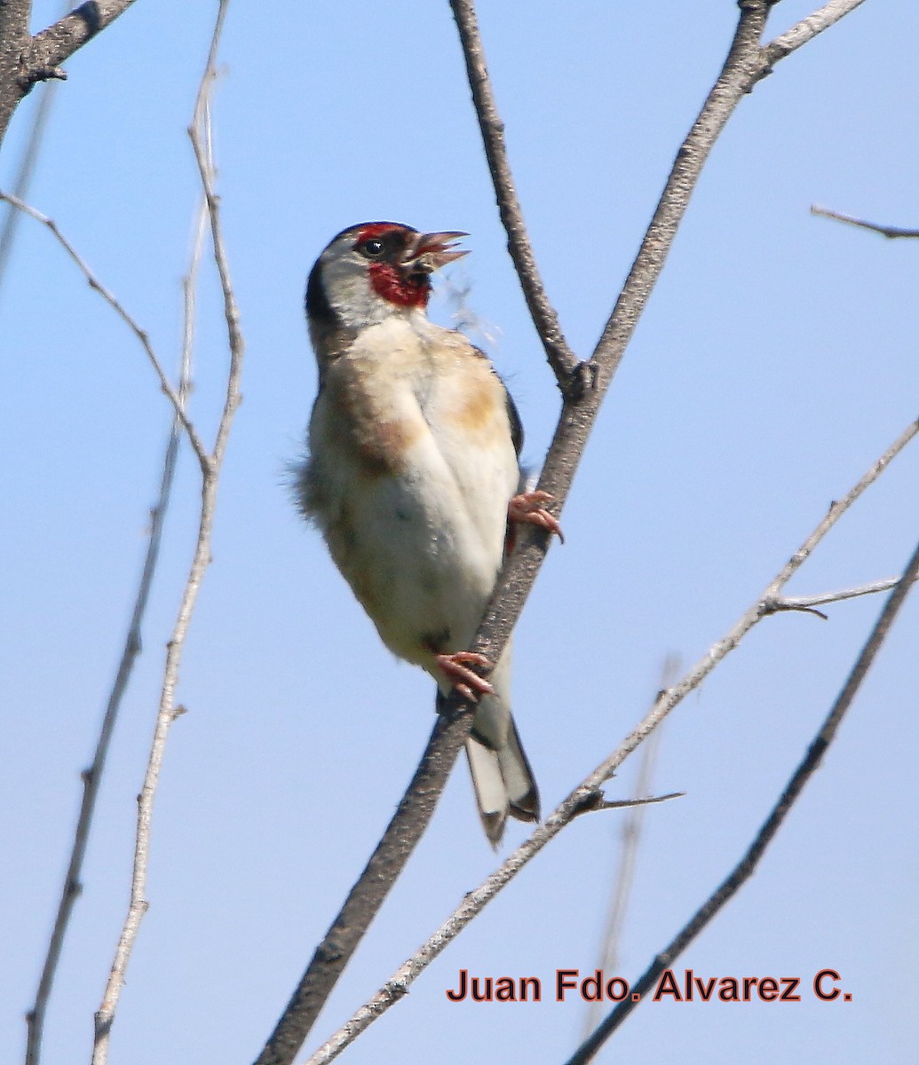 European Goldfinch (European) - JUAN FERNANDO ALVAREZ CASTRO