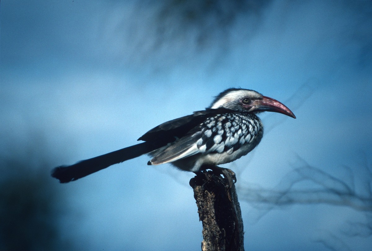 Southern Red-billed Hornbill - Lorenzo Vinciguerra