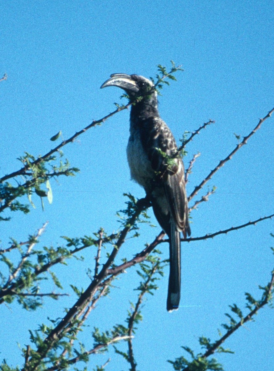 African Gray Hornbill - Lorenzo Vinciguerra