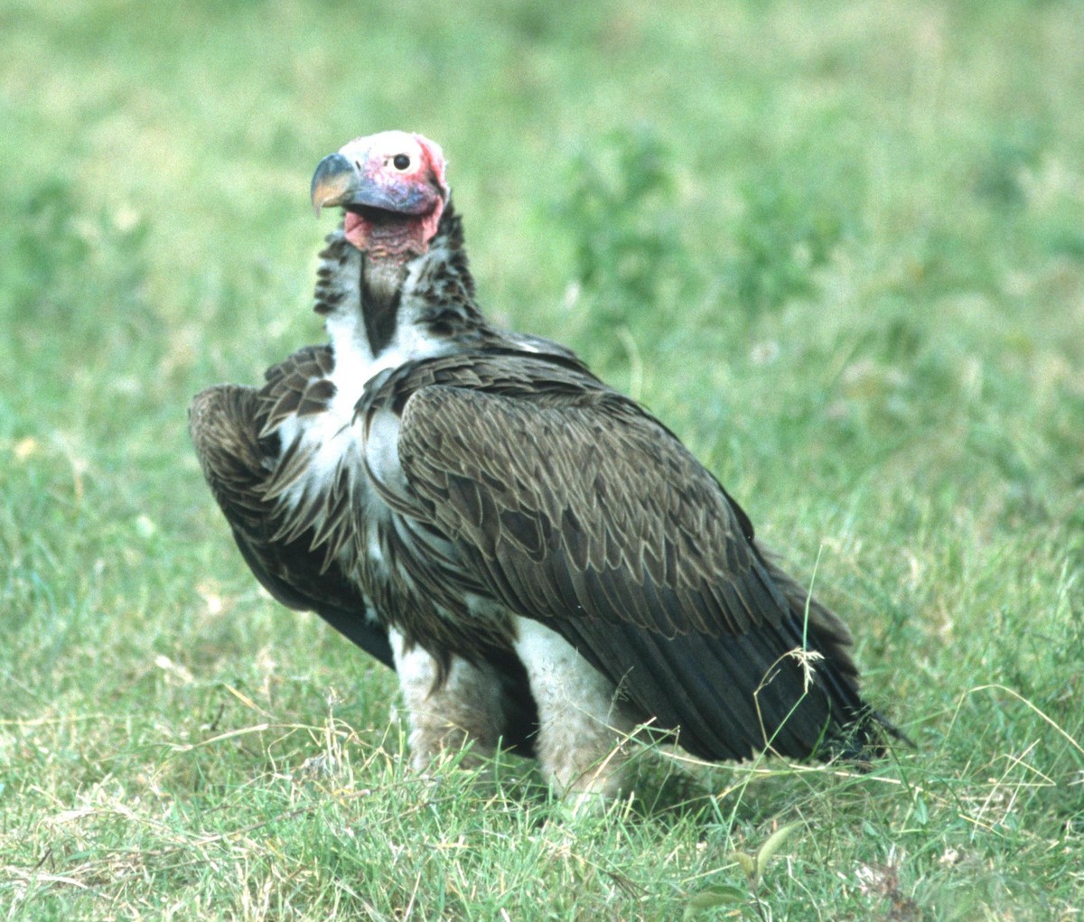 Lappet-faced Vulture - Lorenzo Vinciguerra