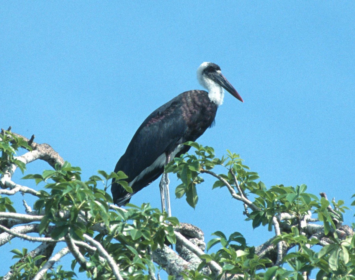 African Woolly-necked Stork - Lorenzo Vinciguerra