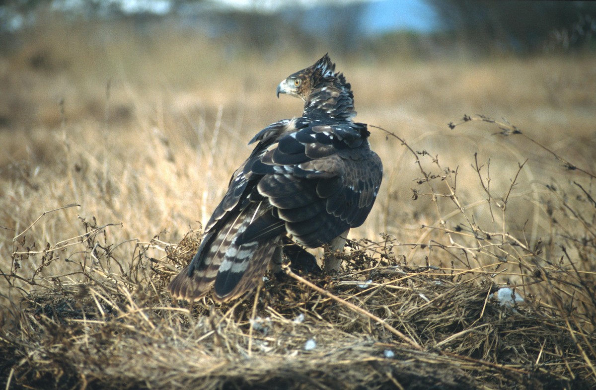 African Hawk-Eagle - Lorenzo Vinciguerra