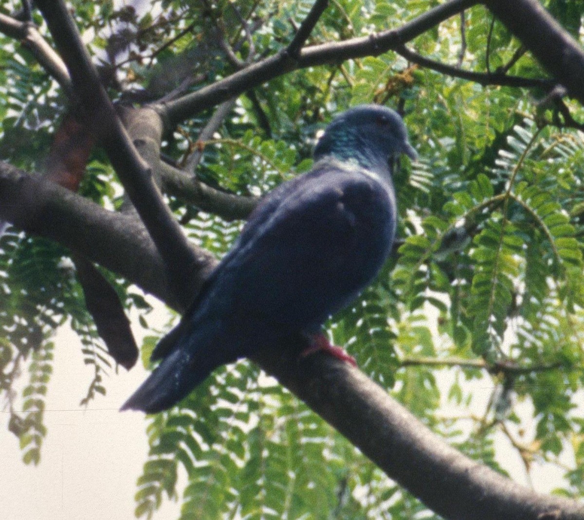 Delegorgue's Pigeon - Lorenzo Vinciguerra