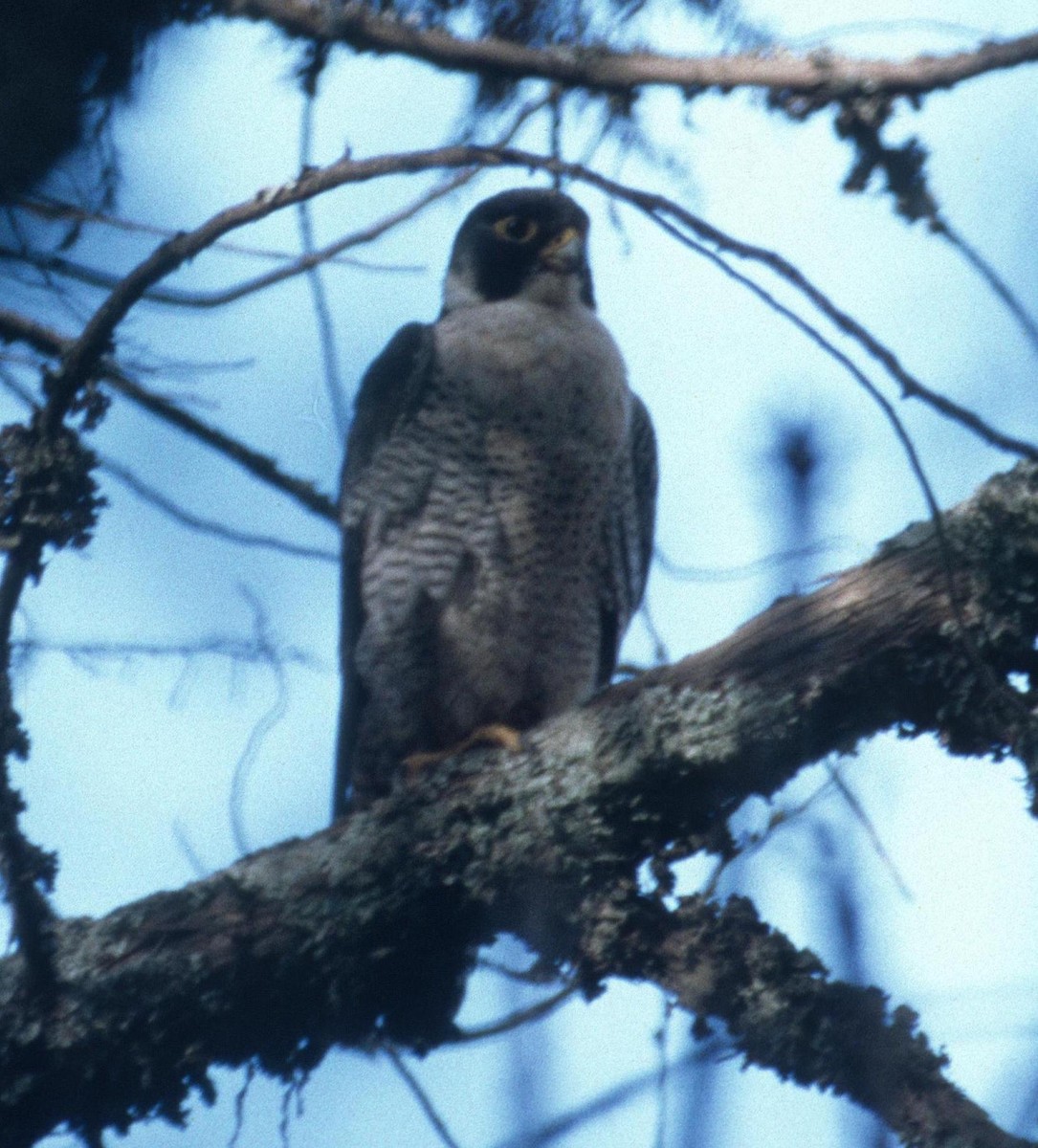 Peregrine Falcon (African) - Lorenzo Vinciguerra