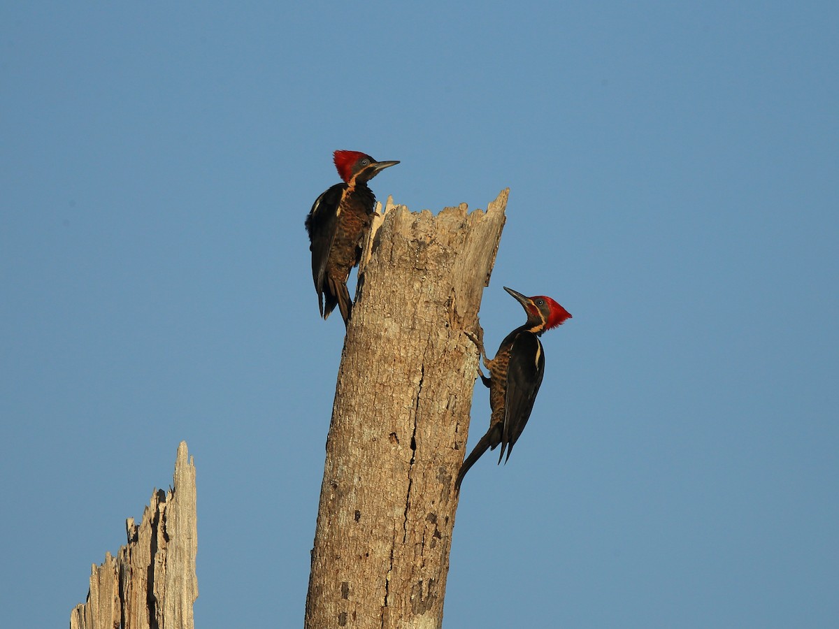 Lineated Woodpecker (Lineated) - Josef Widmer