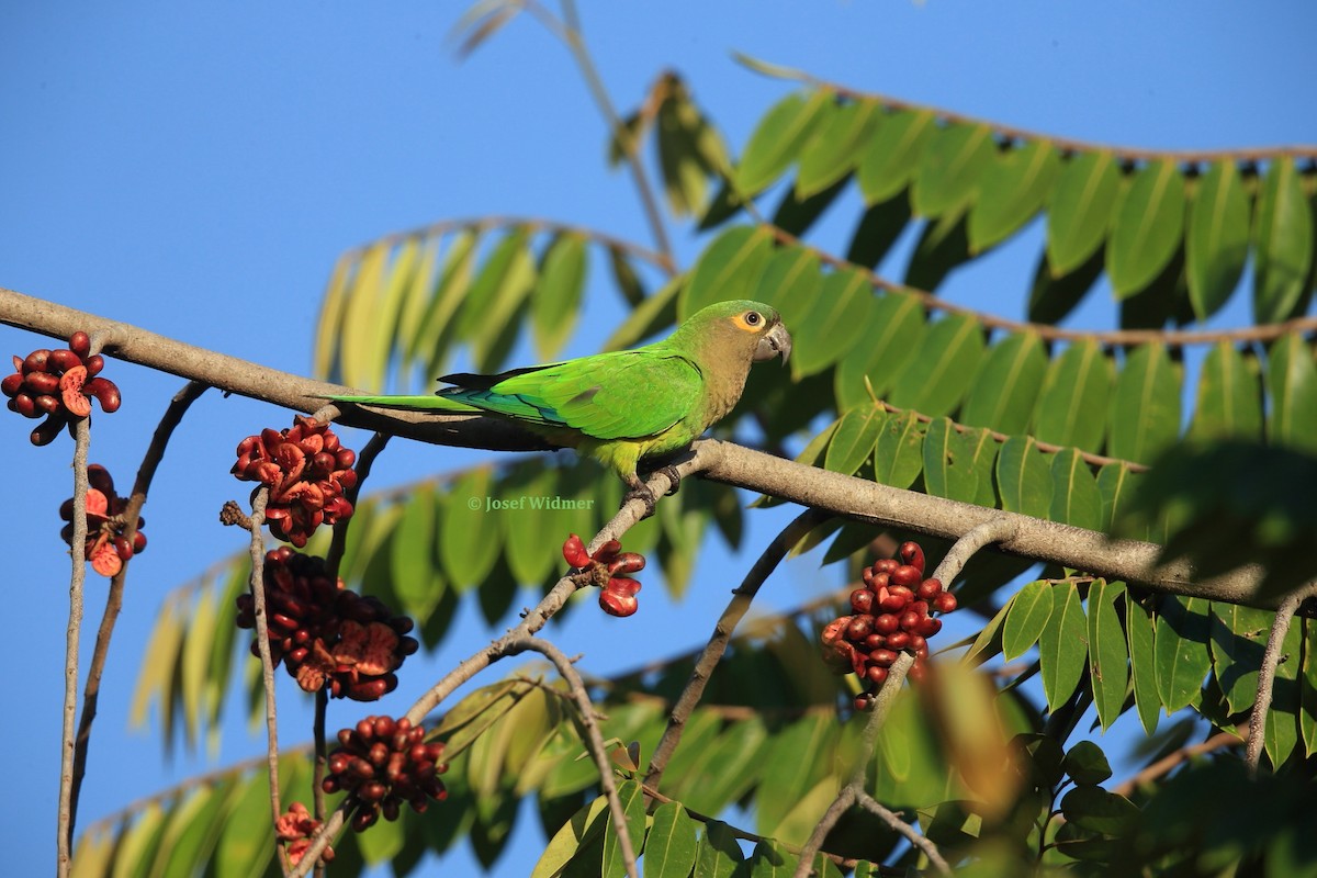 Brown-throated Parakeet (Veraguas) - Josef Widmer