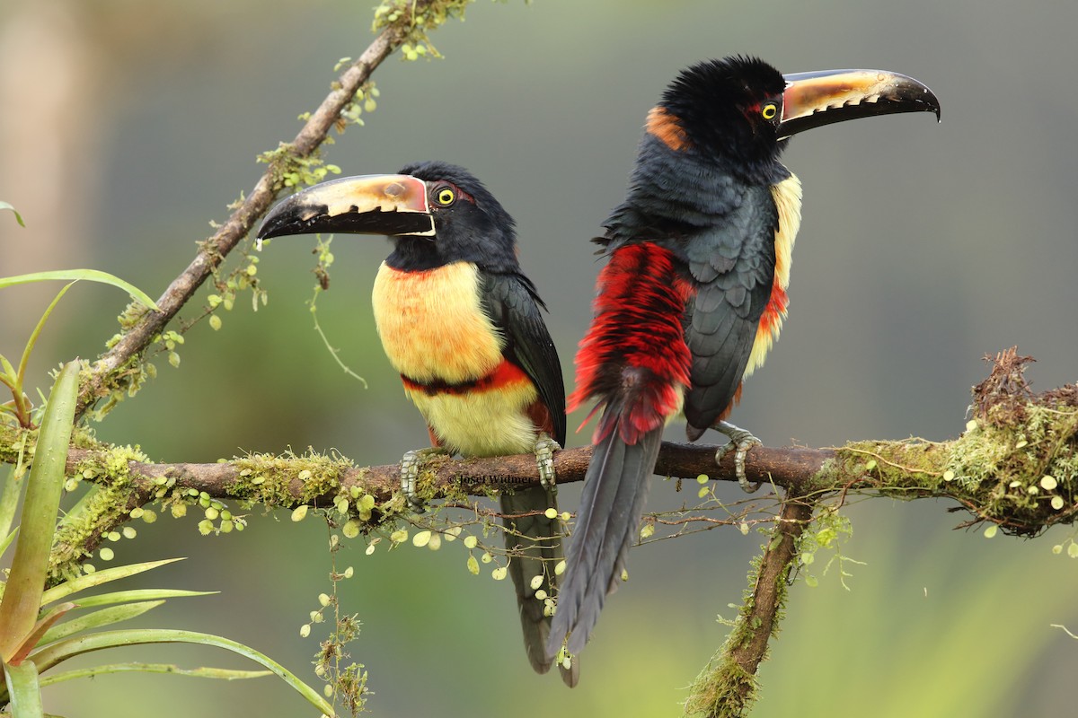 Collared Aracari (Collared) - Josef Widmer