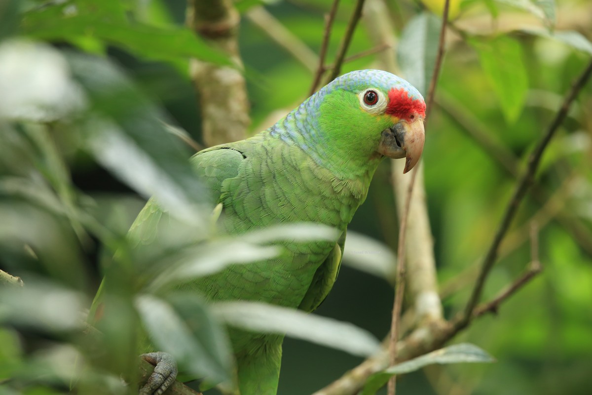 Red-lored Parrot (Red-lored) - Josef Widmer