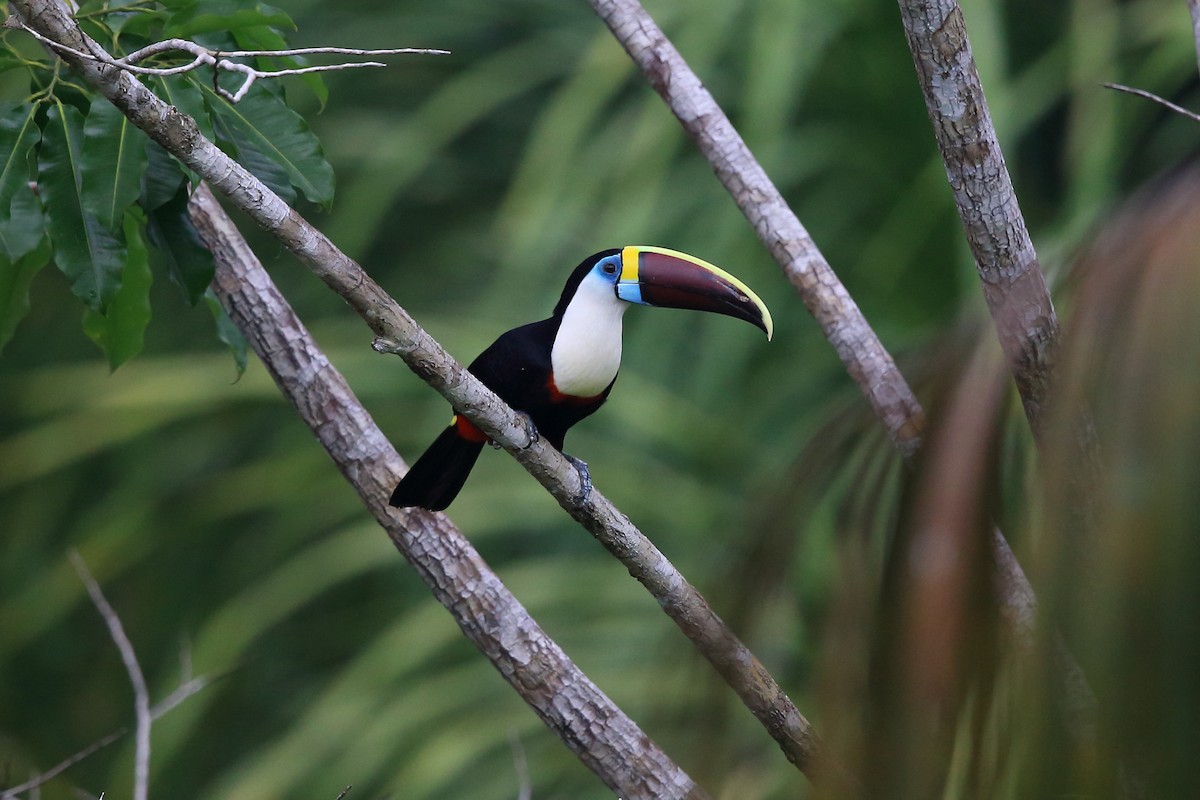 White-throated Toucan (Red-billed) - ML204227171