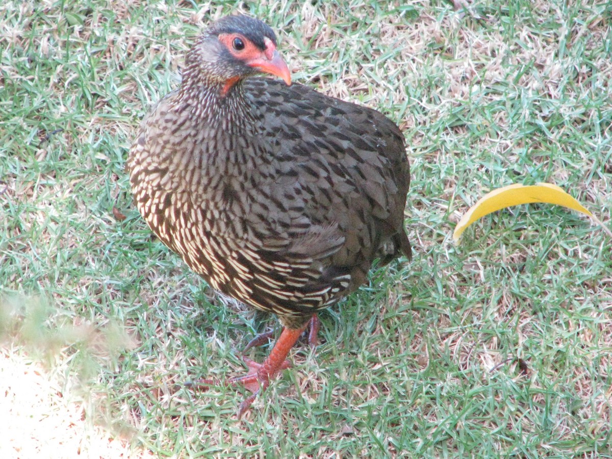 Red-necked Spurfowl (Southern) - ML204227501