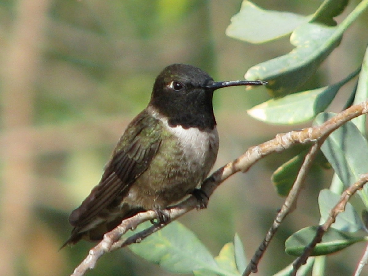 Black-chinned Hummingbird - Conan Guard