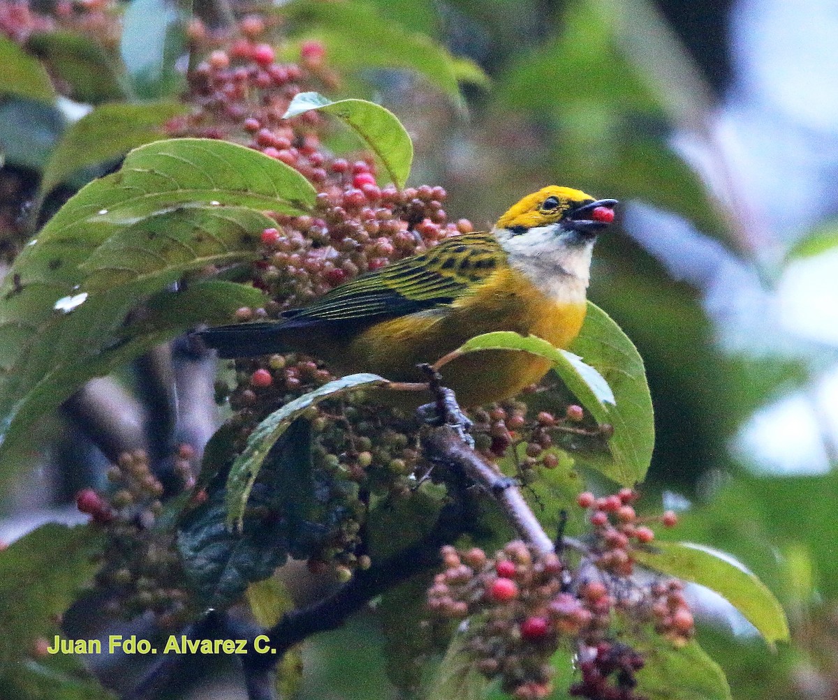 Silver-throated Tanager - ML204227921
