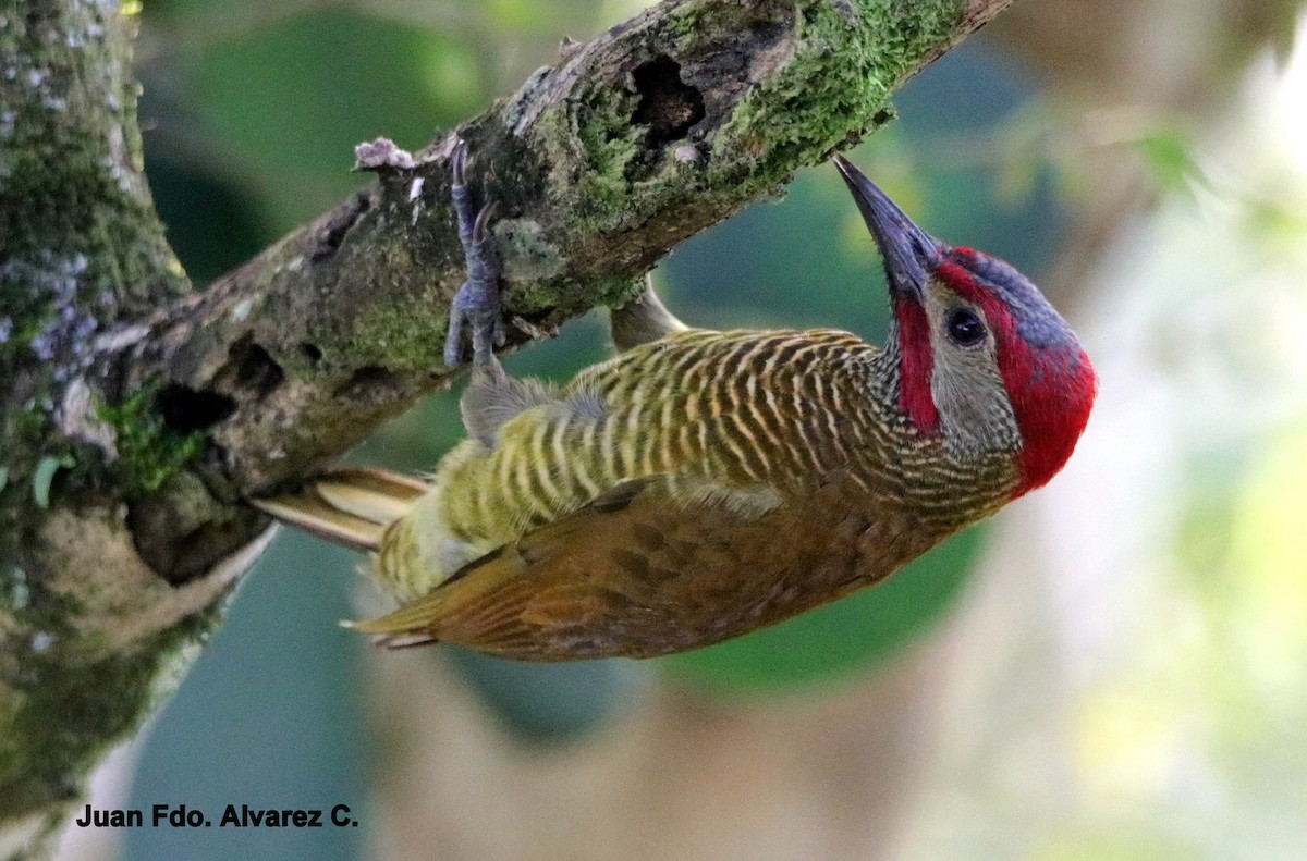 Golden-olive Woodpecker (Golden-olive) - JUAN FERNANDO ALVAREZ CASTRO