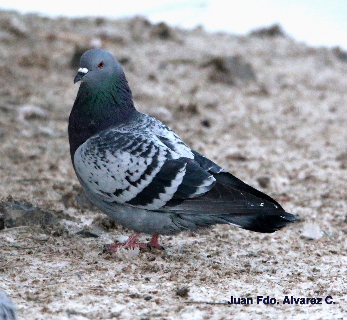 Rock Pigeon (Feral Pigeon) - JUAN FERNANDO ALVAREZ CASTRO